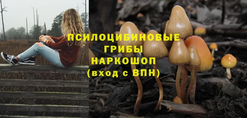 Псилоцибиновые грибы MAGIC MUSHROOMS  mega зеркало  Краснокамск 